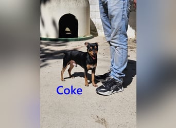 Coke geb. 12/2024 (ESP) - verschmuster und menschenbezogener Junghund!
