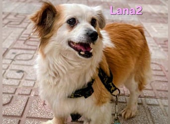 Lana2 geb. 05/2018 (ESP)- unkompliziert und sozial, dazu noch süß!