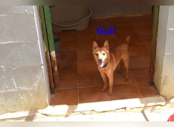 Guli geb. 07/2022 (ESP) - ein Sonne-im-Herzen Hund verdient sein Happy End!
