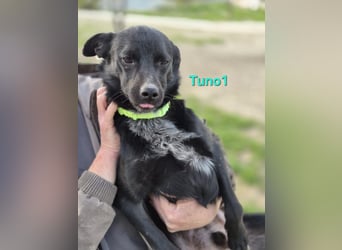 Tuno1 geb. 06/2025 (ESP) - fröhlicher und sanfter Junghund!