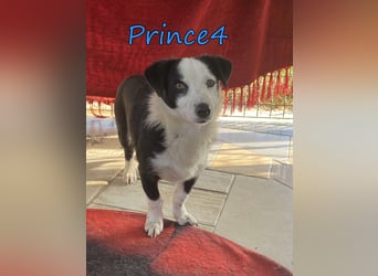 Prince4 geb. 03/2025 (GRC) - schüchterner, kleiner Sonnenschein sucht ein Für-immer-Zuhause!