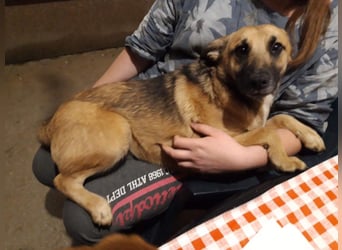 Mittelgrosse, liebe Hündin 7 Monate 