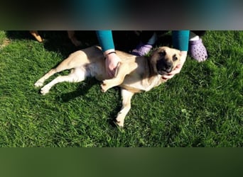 Mittelgrosse, liebe Hündin 7 Monate 