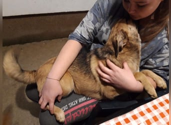 Mittelgrosse, liebe Hündin 7 Monate 