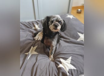 Nana - kleine brave Hündin sucht Für-immer-Zuhause