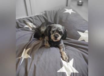Nana - kleine brave Hündin sucht Für-immer-Zuhause