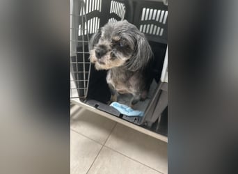 Nana - kleine brave Hündin sucht Für-immer-Zuhause
