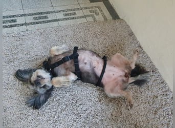 Nana - kleine brave Hündin sucht Für-immer-Zuhause