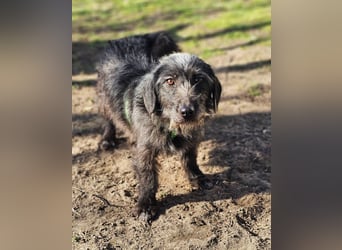 Gilla hat ein kluges, lustiges Wesen