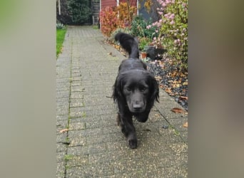 Fuio liebt Spaziergänge in der Natur (45739 Oer-Erkenschwick)