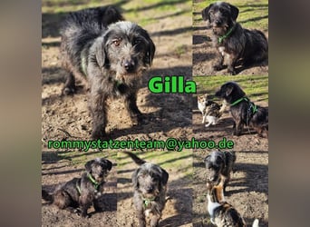 Gilla hat ein kluges, lustiges Wesen