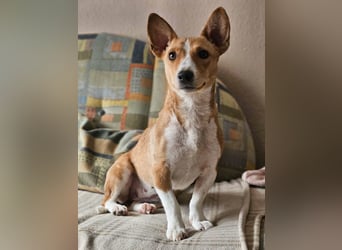 Janne ist eine aufgeschlossene Hundedame (61184 Karben)