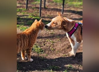 Janne ist eine aufgeschlossene Hundedame (61184 Karben)