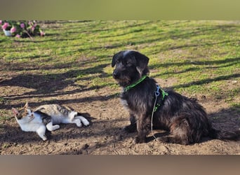 Gilla hat ein kluges, lustiges Wesen