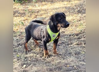 Taro ist ein schlauer, kleiner Hundemann
