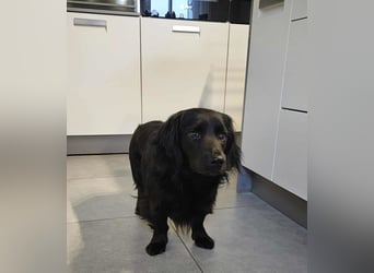 Fuio liebt Spaziergänge in der Natur (45739 Oer-Erkenschwick)