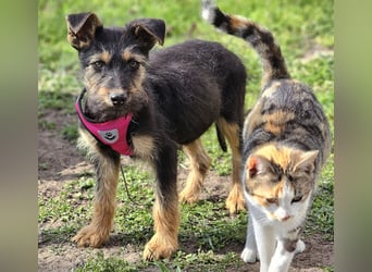 Tilly ist klug und voller Energie