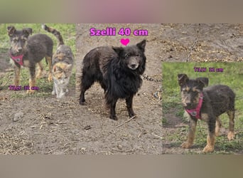 Tilly ist klug und voller Energie