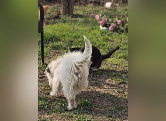 Filly ist aufmerksam und möchte lernen