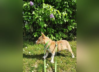 Janne ist eine aufgeschlossene Hundedame (61184 Karben)