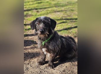 Gilla hat ein kluges, lustiges Wesen