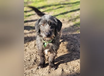 Gilla hat ein kluges, lustiges Wesen