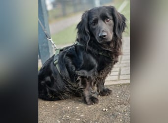 Fuio liebt Spaziergänge in der Natur (45739 Oer-Erkenschwick)