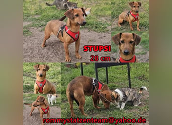 Stupsi - eine neugierige, smarte Hündin