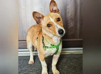 Janne ist eine aufgeschlossene Hundedame (61184 Karben)