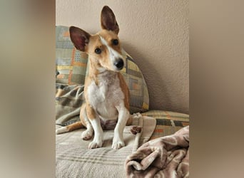 Janne ist eine aufgeschlossene Hundedame (61184 Karben)