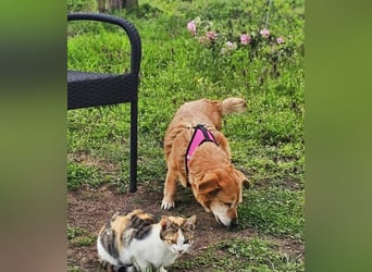 Lule - eine ausgesprochene liebe Hündin