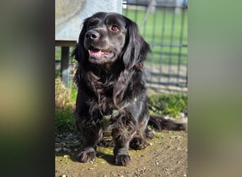 Fuio liebt Spaziergänge in der Natur (45739 Oer-Erkenschwick)
