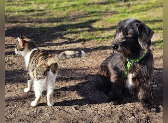 Gilla hat ein kluges, lustiges Wesen