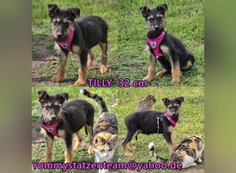 Tilly ist klug und voller Energie
