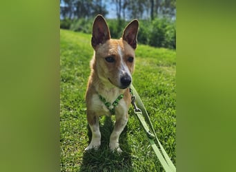 Janne ist eine aufgeschlossene Hundedame (61184 Karben)