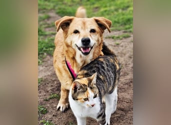 Lule - eine ausgesprochene liebe Hündin