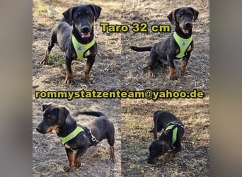 Taro ist ein schlauer, kleiner Hundemann