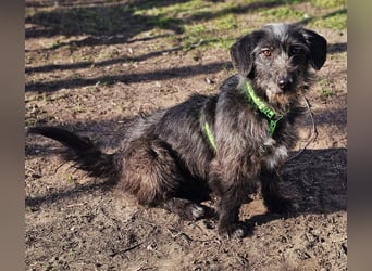 Gilla hat ein kluges, lustiges Wesen