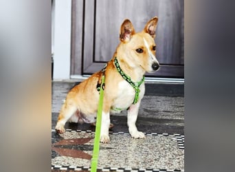 Janne ist eine aufgeschlossene Hundedame (61184 Karben)