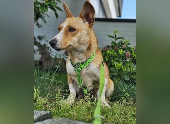 Janne ist eine aufgeschlossene Hundedame (61184 Karben)