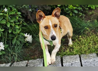 Janne ist eine aufgeschlossene Hundedame (61184 Karben)
