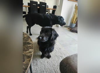 Fuio liebt Spaziergänge in der Natur (45739 Oer-Erkenschwick)