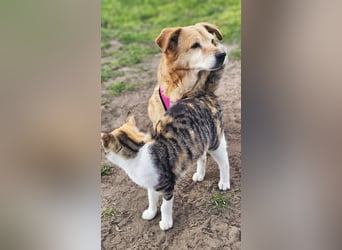 Lule - eine ausgesprochene liebe Hündin