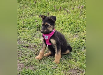 Tilly ist klug und voller Energie