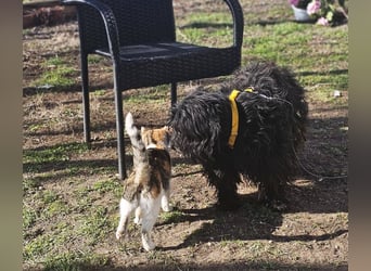 Bennet hat einen sensiblen Charakter