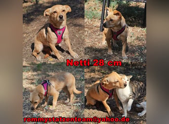 Netti wird sicher eifrig das Hunde ABC lernen