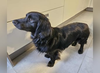 Fuio liebt Spaziergänge in der Natur (45739 Oer-Erkenschwick)