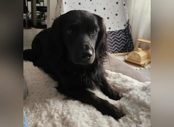 Fuio liebt Spaziergänge in der Natur (45739 Oer-Erkenschwick)