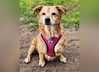 Lule - eine ausgesprochene liebe Hündin