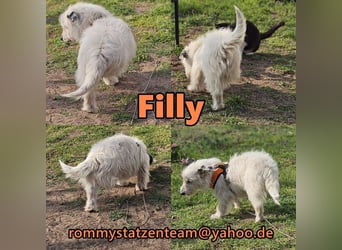Filly ist aufmerksam und möchte lernen
